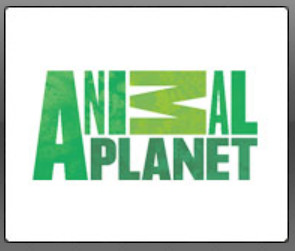 Animal Planet - Прямой эфир KinoDo Онлайн Tv Смотреть онлайн